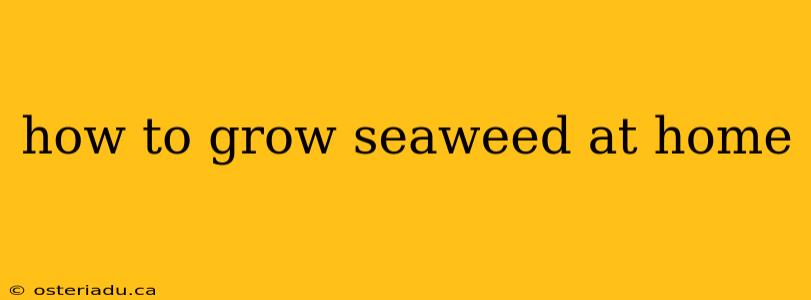 how to grow seaweed at home