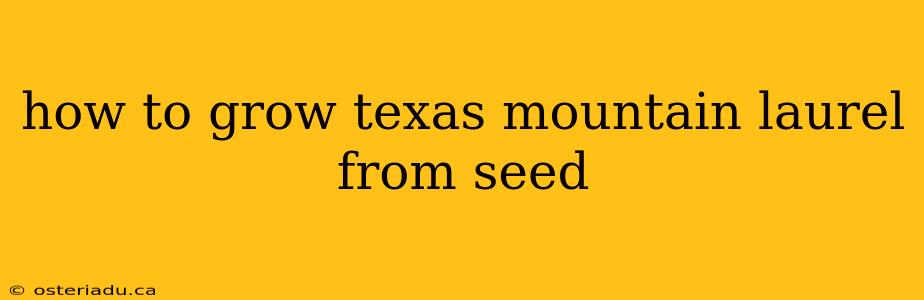 how to grow texas mountain laurel from seed