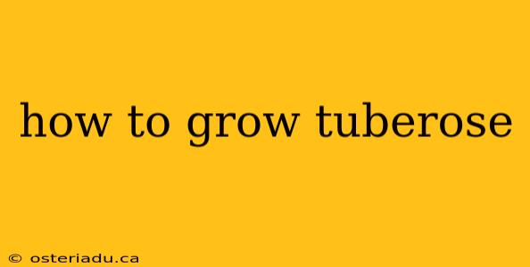 how to grow tuberose