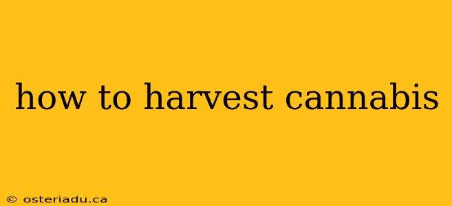 how to harvest cannabis