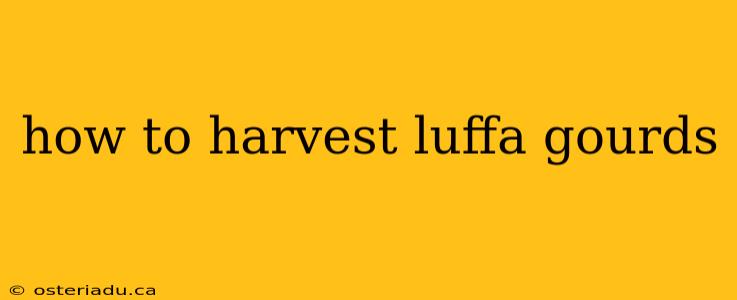 how to harvest luffa gourds