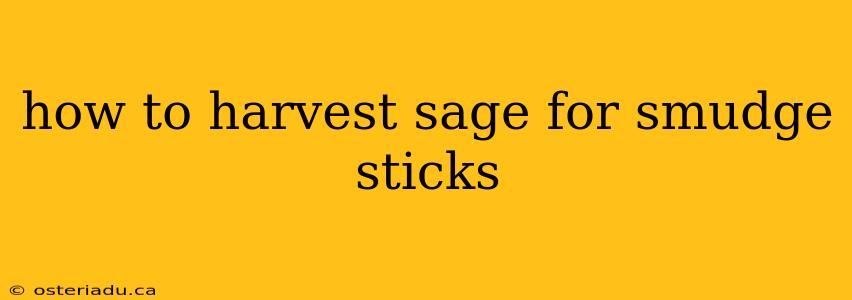 how to harvest sage for smudge sticks