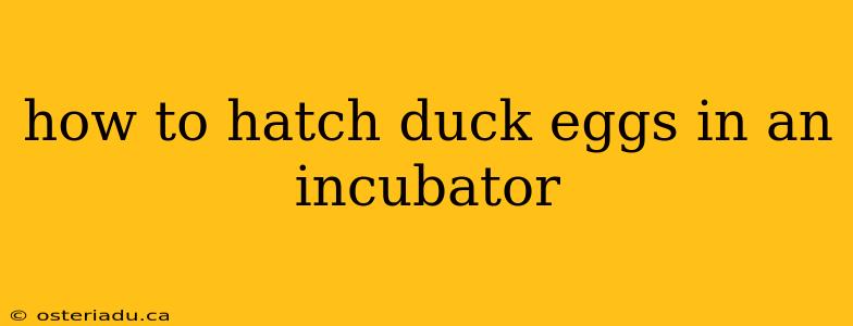 how to hatch duck eggs in an incubator