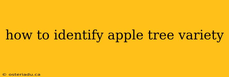 how to identify apple tree variety