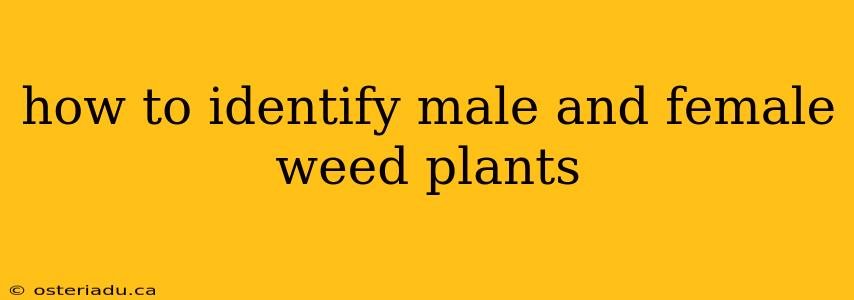 how to identify male and female weed plants