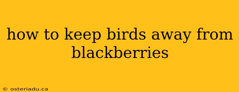 how to keep birds away from blackberries