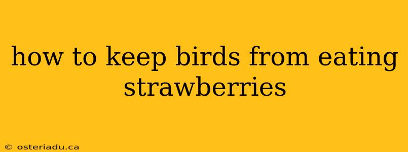 how to keep birds from eating strawberries