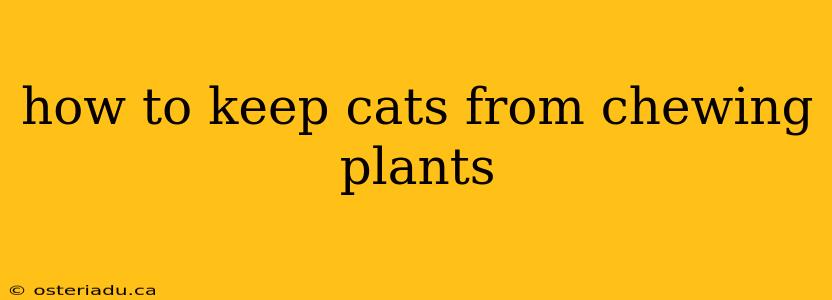 how to keep cats from chewing plants