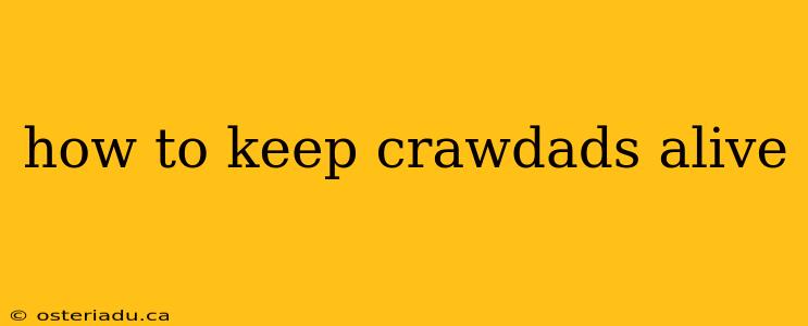 how to keep crawdads alive