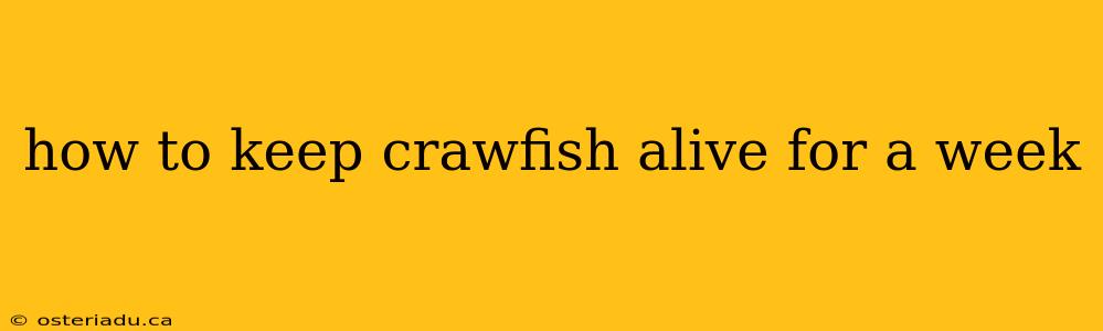 how to keep crawfish alive for a week