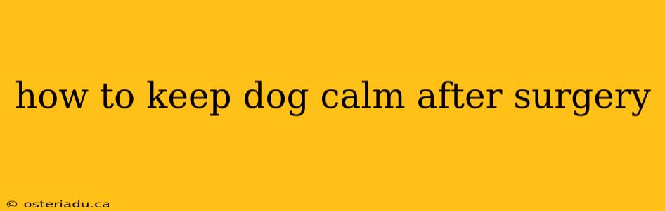 how to keep dog calm after surgery