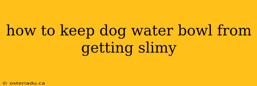 how to keep dog water bowl from getting slimy