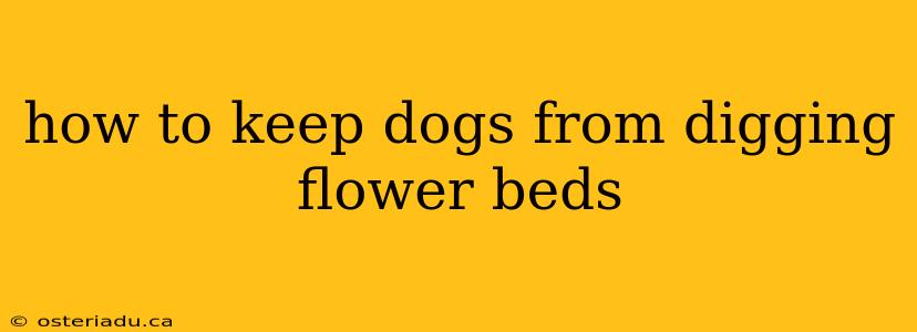 how to keep dogs from digging flower beds