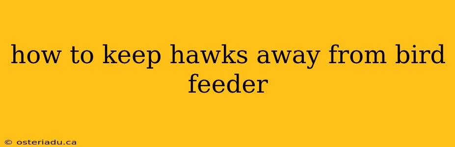 how to keep hawks away from bird feeder