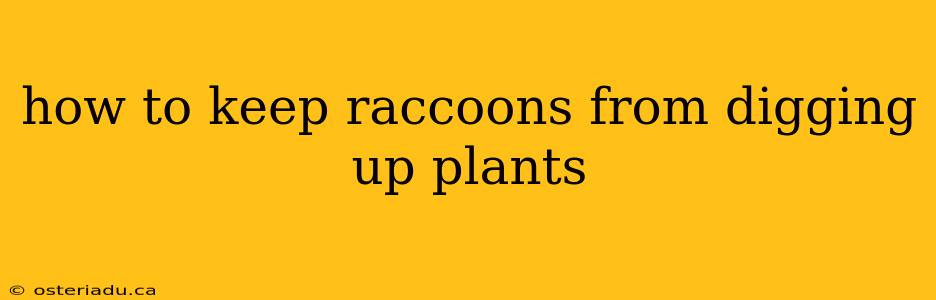 how to keep raccoons from digging up plants