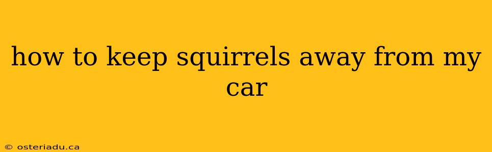 how to keep squirrels away from my car