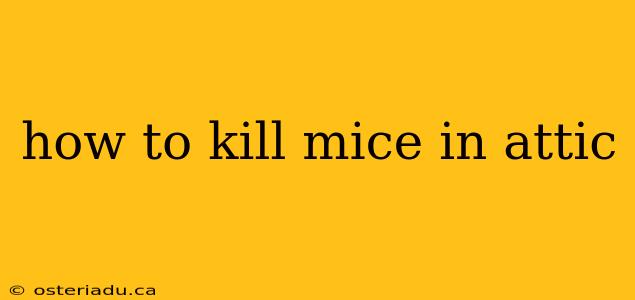 how to kill mice in attic