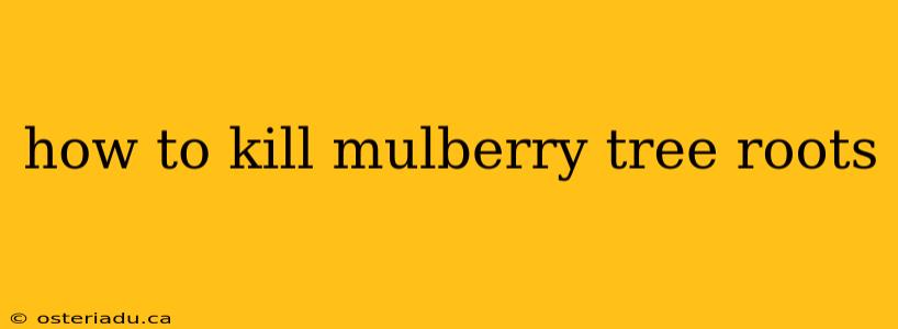 how to kill mulberry tree roots