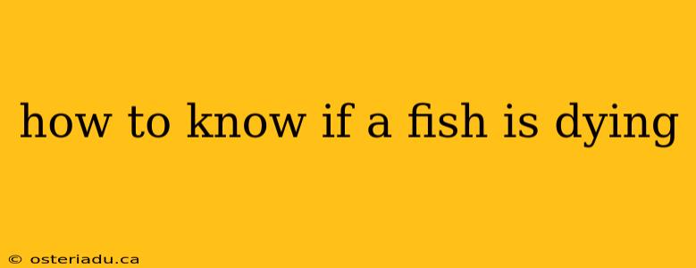 how to know if a fish is dying