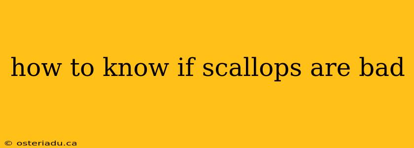 how to know if scallops are bad