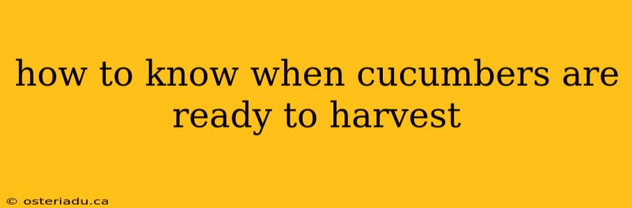 how to know when cucumbers are ready to harvest