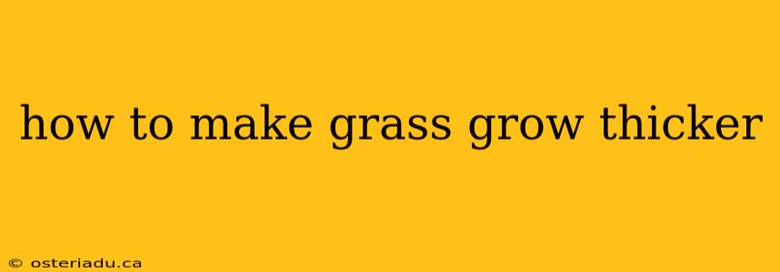 how to make grass grow thicker