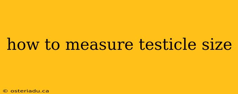 how to measure testicle size