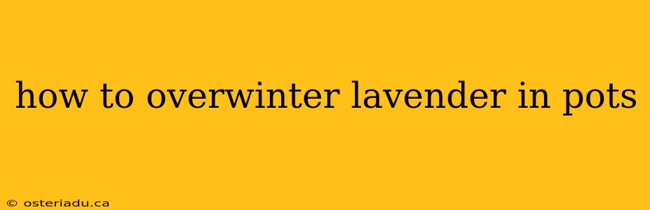 how to overwinter lavender in pots