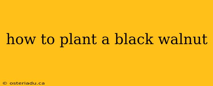 how to plant a black walnut