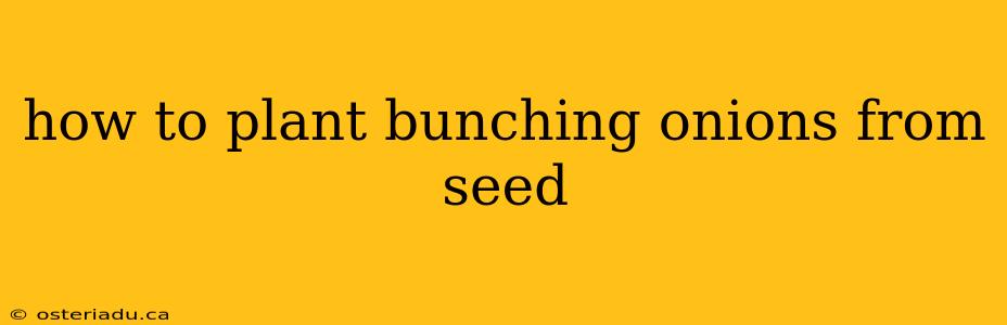 how to plant bunching onions from seed