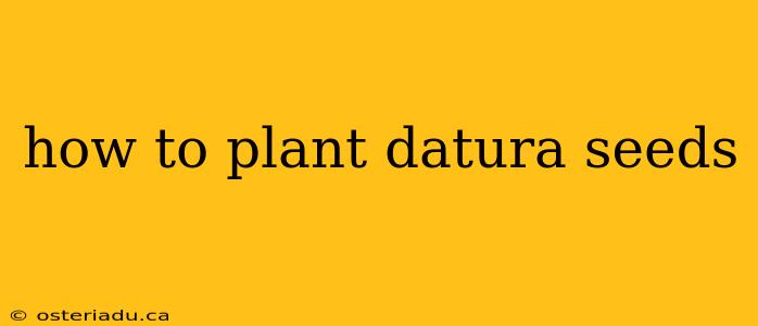 how to plant datura seeds