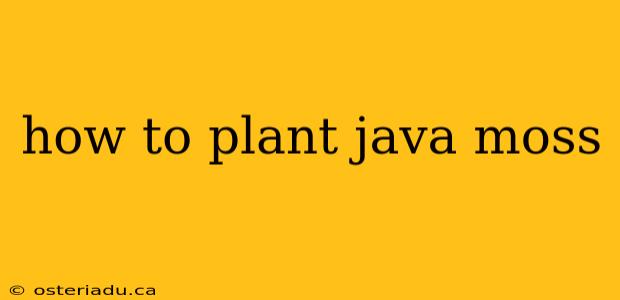 how to plant java moss