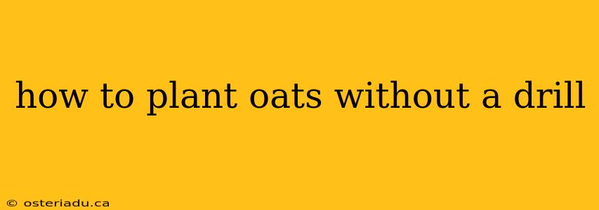 how to plant oats without a drill