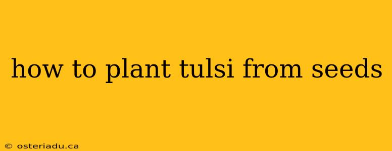 how to plant tulsi from seeds