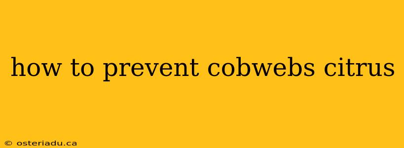 how to prevent cobwebs citrus