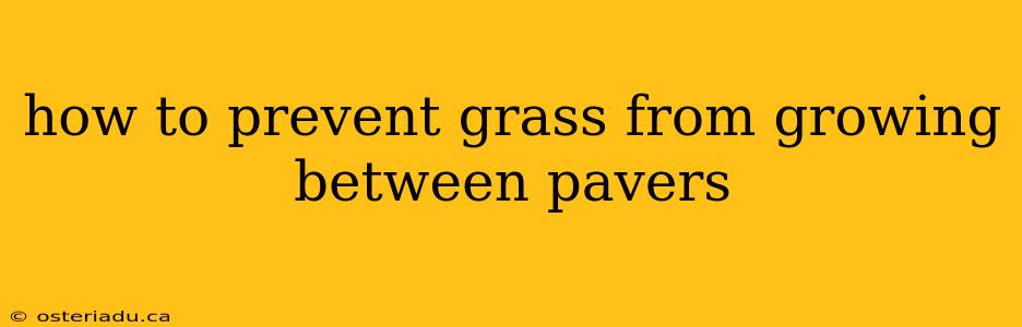 how to prevent grass from growing between pavers