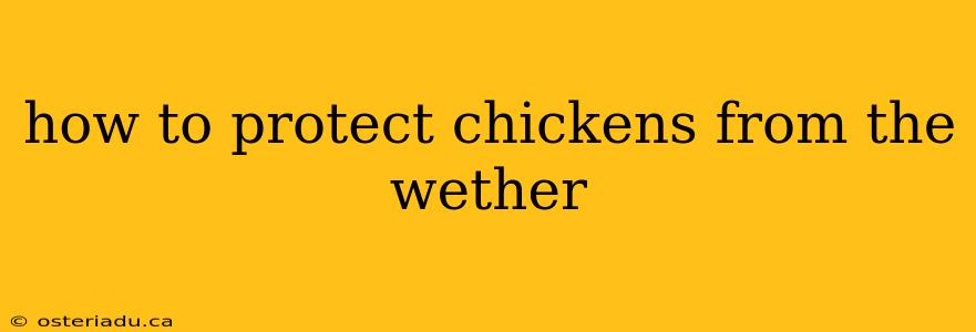 how to protect chickens from the wether