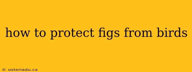 how to protect figs from birds