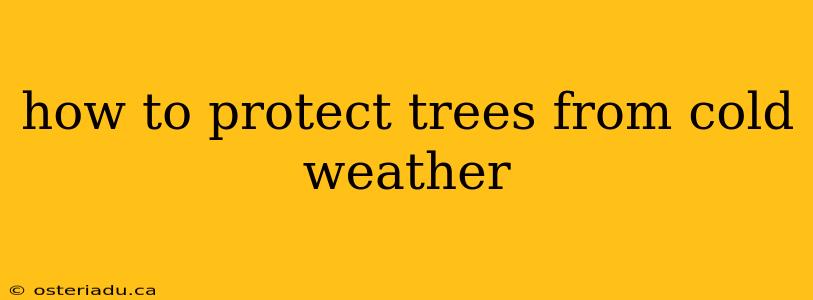 how to protect trees from cold weather