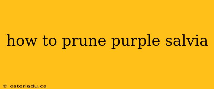 how to prune purple salvia