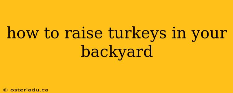 how to raise turkeys in your backyard