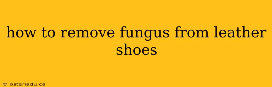 how to remove fungus from leather shoes