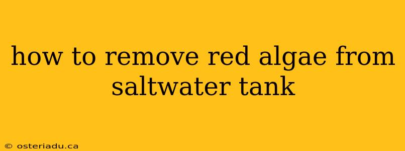 how to remove red algae from saltwater tank