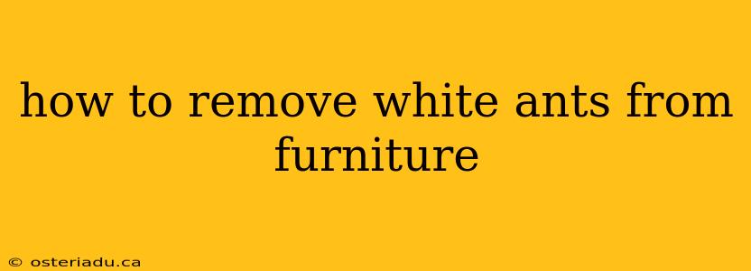 how to remove white ants from furniture