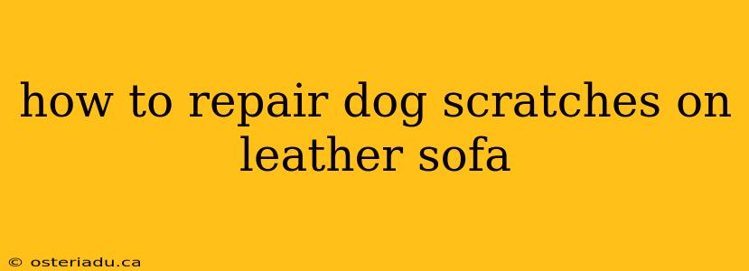 how to repair dog scratches on leather sofa