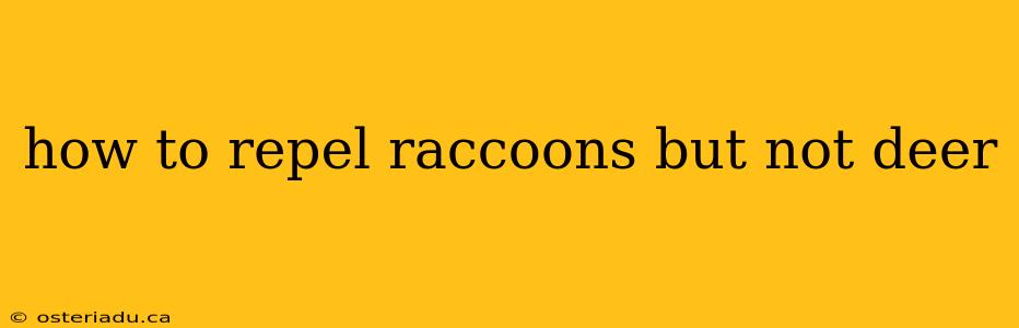 how to repel raccoons but not deer