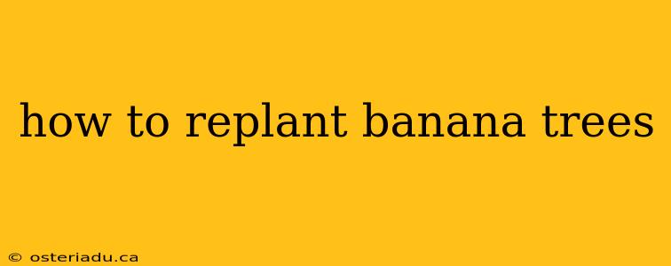 how to replant banana trees