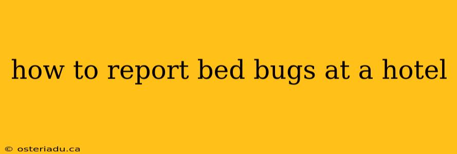 how to report bed bugs at a hotel