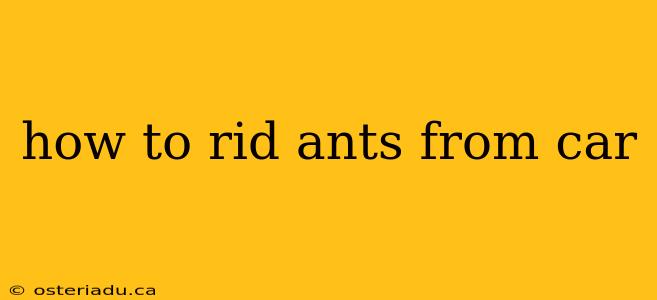 how to rid ants from car