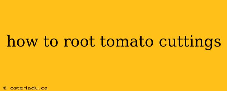 how to root tomato cuttings